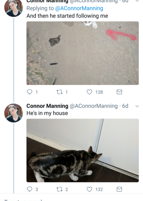 falling-towards-the-skyy: naamahdarling:  aconnormanning: so i have a cat now I am such a sucker for a good love story!   @ellie-in-wonderland  