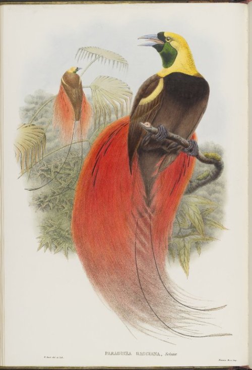 R. Bowdler Sharpe, Monograph of the Birds of Paradise, 1891-98. © The University of Edinburgh