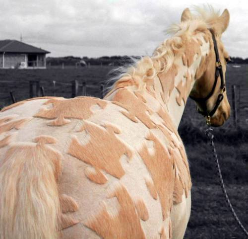 zooophagous:mulishmusings:last-stop-lullabies:paint-horse-dreamin:paint-horse-dreamin:Thats impressi