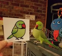 birdhism: Customer & Bird-friend Appreciation