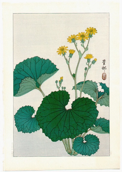 beifongkendo:Ligularia flowers, by Ohara Koson (1930).