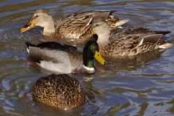 dustbinstudio:  A group of Mallards having lunch on the Seine River