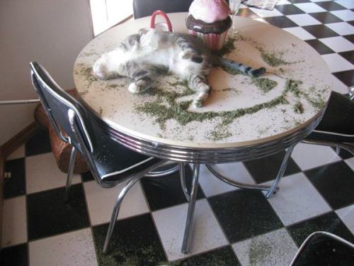 catsbeaversandducks:  Catnip is a hell of adult photos