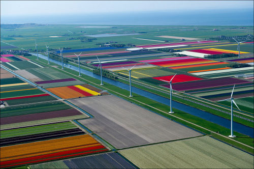 asapscience: An array of colour from the Netherland’s tulip fields. 