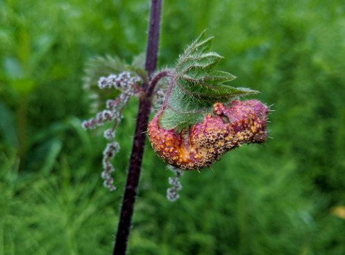 Puccinia urticata on Urtica dioicaIt’s hard to walk by banks covered in common nettle without notici