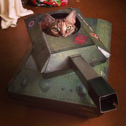 catsbeaversandducks: Cats In Cardboard Tanks Via SoMee - Social Media Redefined 