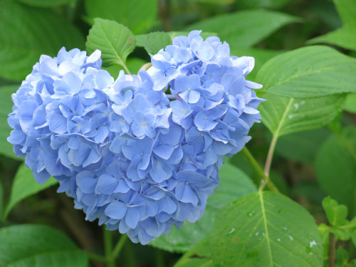 isao-takeda:2016年6月25日 篠山玉水ゆり園・あじさい園　兵庫県篠山市