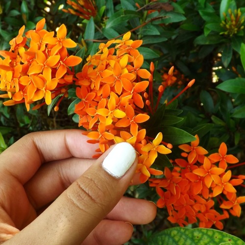 tahreza:plants ft my hands