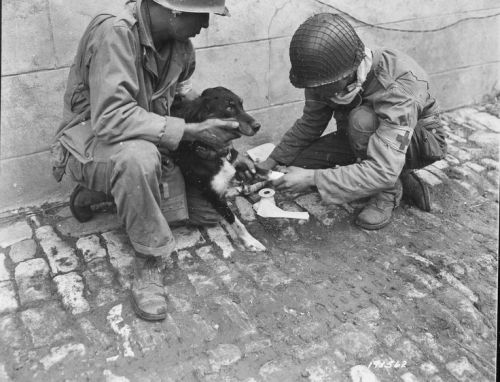 rangie:  A pair of 1st Army medics working on an injured French dog they had found amid the ruins of Carentan, France on July 1, 1944. Normandy Campaign (via)