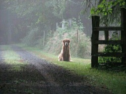 oldfarmhouse:Foggy road    http://pin.it/U64It2g