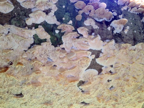 Hectic amount of fungus we stumbled across on our bush walk!