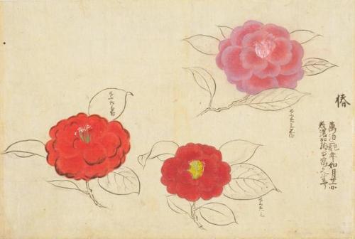 iamjapanese: KANŌ Sigekata（狩野 重賢 Japanese）Cherry Blossoms and Camellias 櫻と椿 from Sōmoku Shasei 