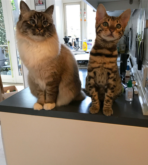 atraversso: Ninja cats by:   Nelly & Gilbert The Cats    