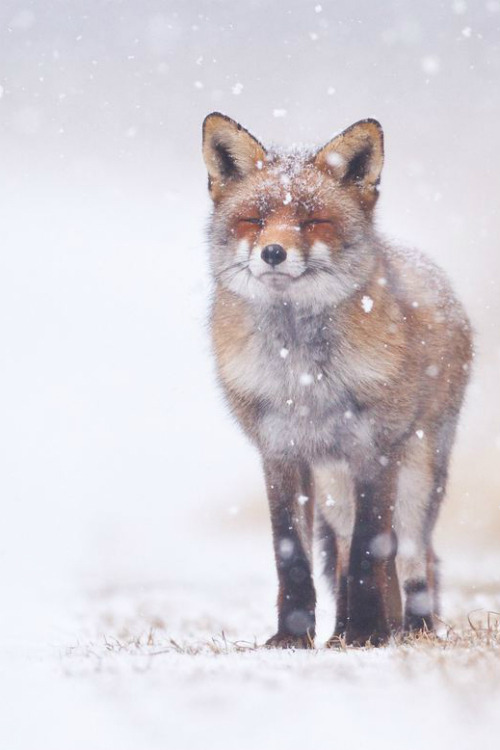 ilaurens:  Winter wonderland - By: (Pim Leijen)