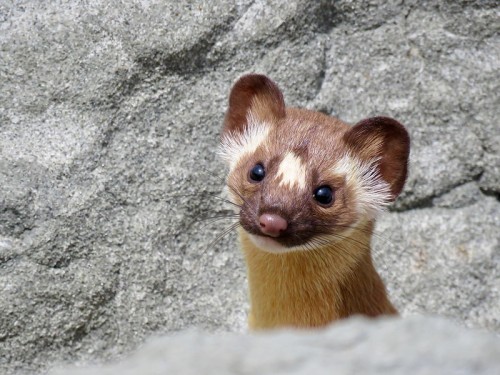 how2skinatiger:Long-tailed weasel by loren chipman || CC BY-NC 2.0