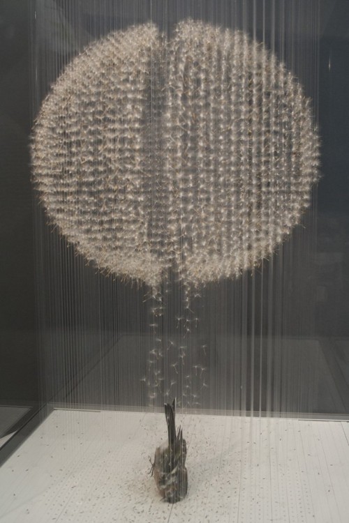 crackedtheatre:‘Opening’ by Claire Morgan, 2013. Dandelion seeds, chaffinch (taxidermy),