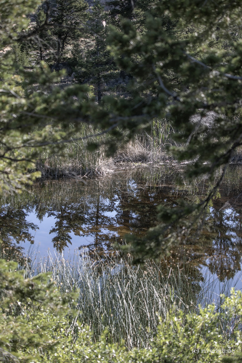 Pines and grasses reflect gently in a high-country wetland, Beartooth Plateau, Wyoming: © river