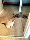 catasters: