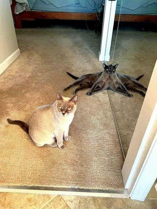 catasters: