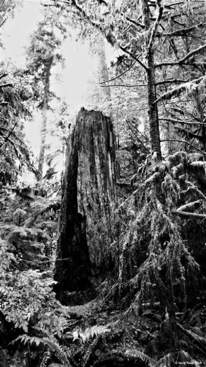 Shadows of the forest…Cathedral Grove, Vancouver Island, BC. Canada Coast to Coast ~ Shades o