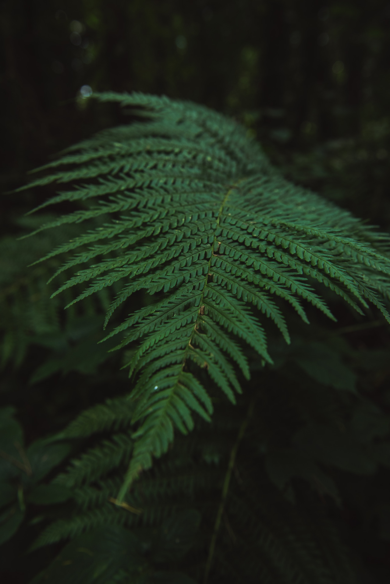 carpe-noctvm:Ferns 🥰