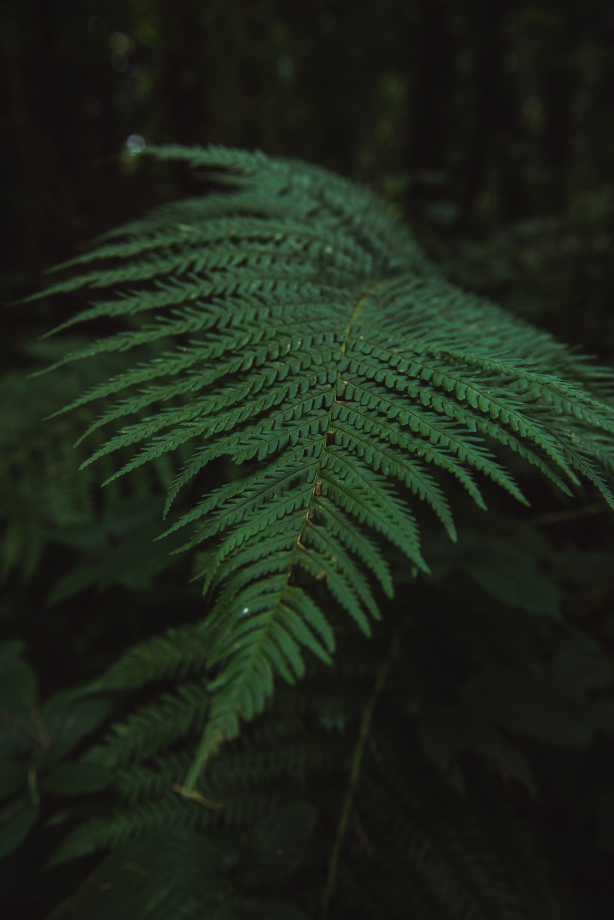 carpe-noctvm:Ferns 🥰