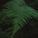 carpe-noctvm:Ferns 🥰