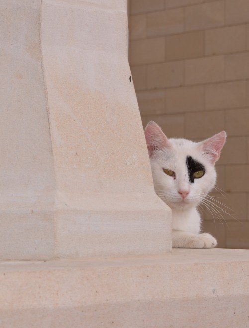 Monastary Cat - Cyprus(via ghotlib)