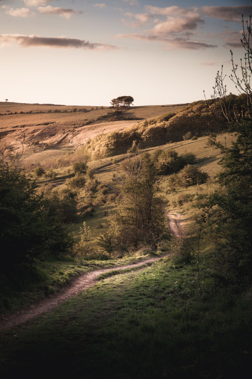 freddie-photography:  Sunshine on Moors and Lower Forests, Gloucestershire UK  By Freddie Ardley PhotographyWebsite | Facebook | Instagram | Twitter 