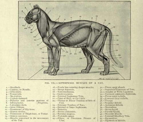 amorpha-system:  anatomicalart:  fucktonofanatomyreferences:  A wicked fuck-ton of feline anatomy references.  1 2 3 4 5 6 7 8 9 10  Really really useful for anyone who wants to draw cats!