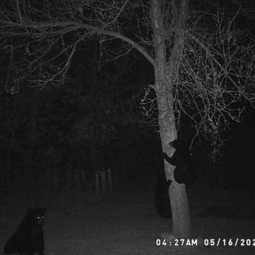 Mom and 2 kids in the backyard. Time to move the camera and get better videos. #wisconsin #northwood