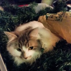 jonahscottva:  Cat in the Christmas Decorations.