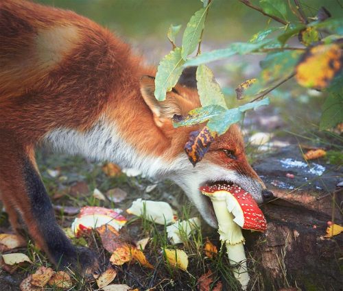 tired-necromancer:wanderingnelipot:calliopeoracle: megarah-moon: “Red Fox And Magpie In Autumn” by 