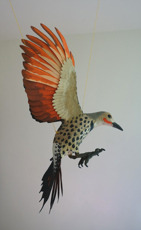 2017 - I made a paper Northern Flicker :)