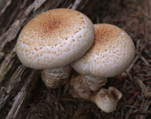 Neolentinus lepideus. The rather dramatic common name for this mushroom - train wrecker - comes from