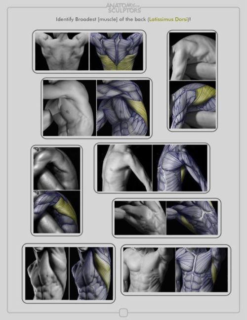 daunt:  eyecager:  Torsos tips from Anatomy for Sculptors I have an Anatomy Intensive class on Torso’s-Front and Back this term so expect a lot of information relating to it being put up.  FANTASTIC anatomy reference! 