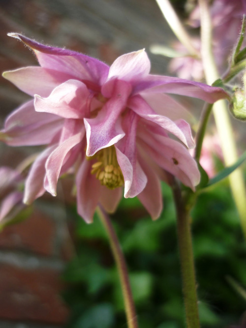 Aquilegia (columbine), mixed varietiesMay 2016