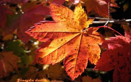 Leaves in candle double boiler