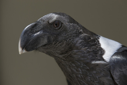 sdzsafaripark:  9 Scary Animals You Shouldn’t Be Afraid Of Read more… 