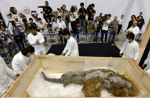 waitingfortheworldtoburn:  nikolawashere:  hardcoresophomore:  tiny-librarian:  A baby Woolly Mammoth found in a remote area of Russia has gone on display at an exhibition in Tokyo, Japan. The 39,000-year-old female Mammoth named Yuka, was discovered