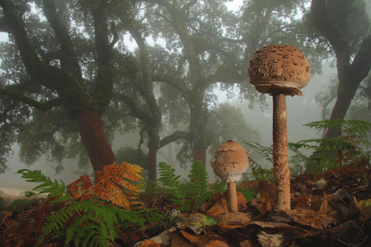 Okay, but can we just appreciate how aesthetically pleasing mushrooms are?