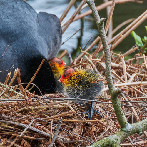 The first adventure of a little coot