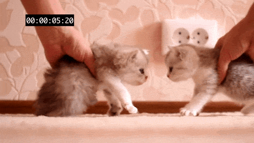 my-teen-quote:  feeling sad? look at this baby animal blog!