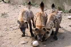 sparkleseal:  what did we do to deserve spotted hyenas… look at them… their little doll faces and big cute chompers??? look at this wonderful creature!!!! clumsy dorks!!! chase those birds!! swim!! ur doin great 