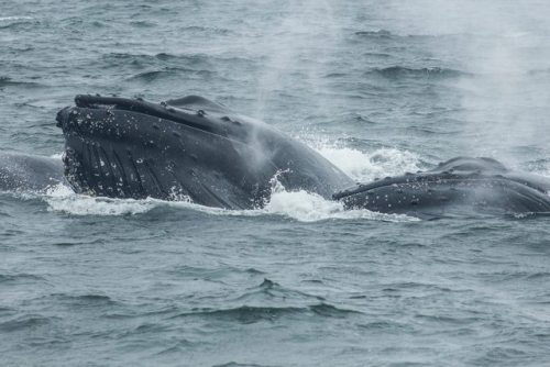 kohola-kai: Monterey Day 1 (May 4, 2017) About 30 Humpback Whales congregated in 50 feet of water, l