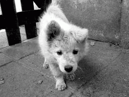 mosouka:  Puppy🐶❤️. on We Heart It - http://weheartit.com/entry/161443730