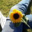 girasols-world