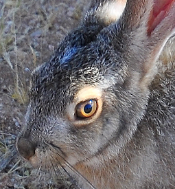 gallusrostromegalus: hollyblueagate:  if you don’t know the difference between a hare and a rabbit you’ve never gazed into the cold wild eyes of a hare and known that if it could speak it would speak backwards  Jack Rabbits are North American Hares