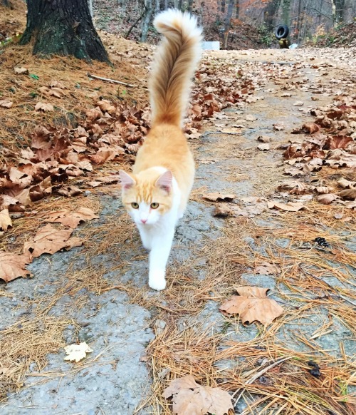 melancholy-meow: Majestic fluff tail walking through the autumn wonderland.