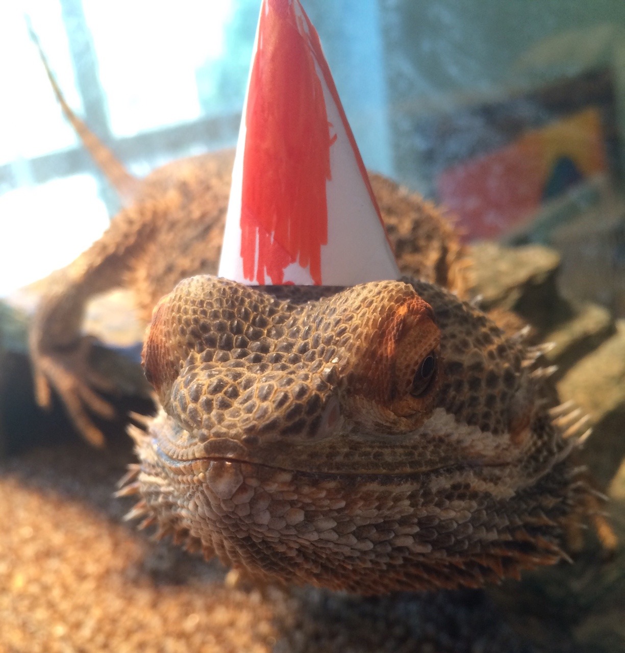 yeahponcho: Barbeque wishes Poncho a happy birthday! ———————- AWW thank